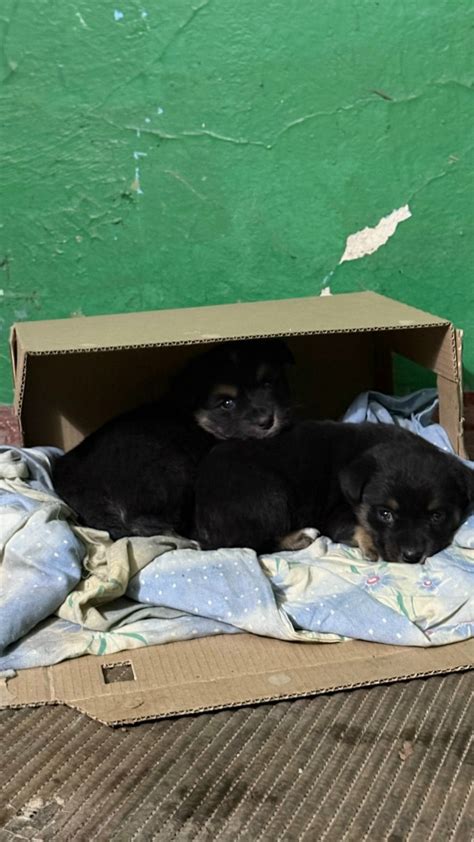 Как комсомольские полицейские помогли щенкам найти новый дом