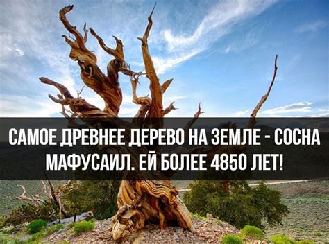 Самые необычные и интересные факты о мире вокруг нас