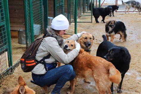 Студенческая инициатива в Барнауле: как молодые люди помогают животным обрести семью